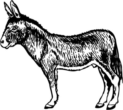 BURRO004