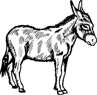 BURRO005